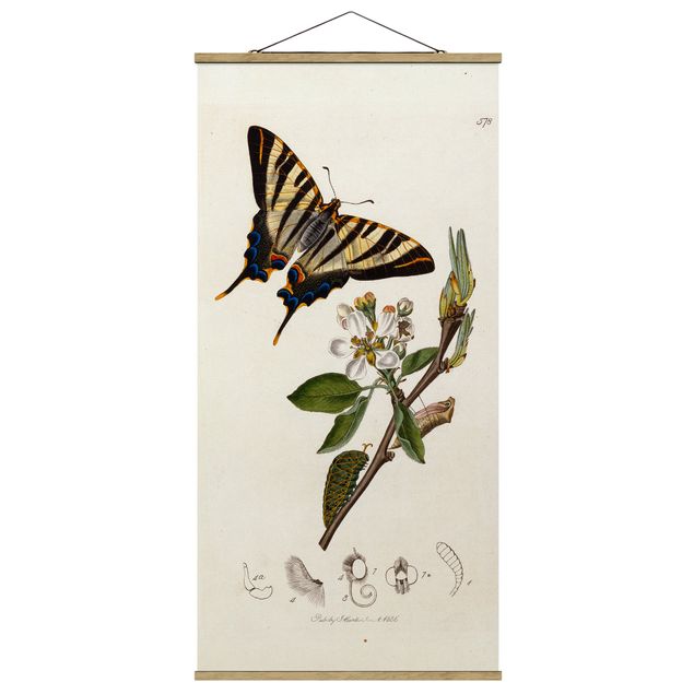 Wandbilder Floral John Curtis - Ein seltener Schwalbenschwanz