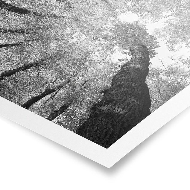 Poster schwarz-weiß Fotografie Bäume des Lebens II