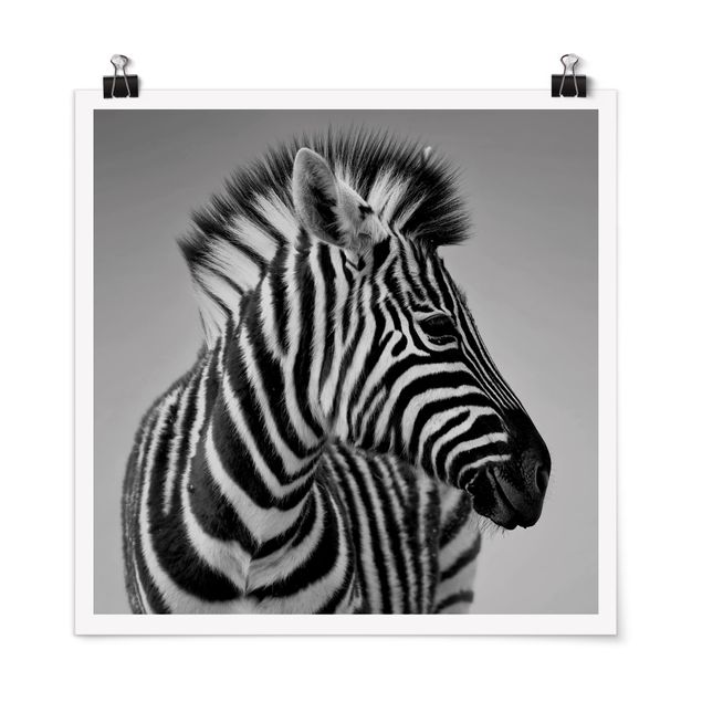 Poster schwarz-weiß Fotografie Zebra Baby Portrait II