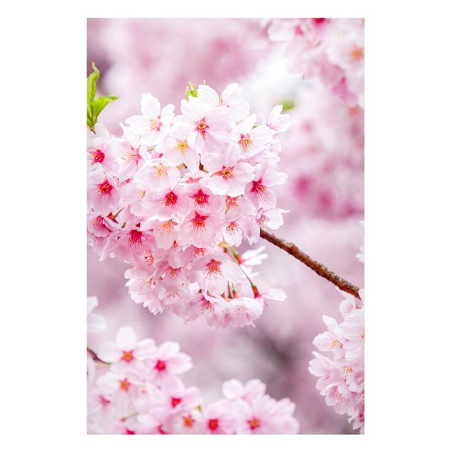 Magnettafel - Japanische Kirschblüten - Hochformat 2:3