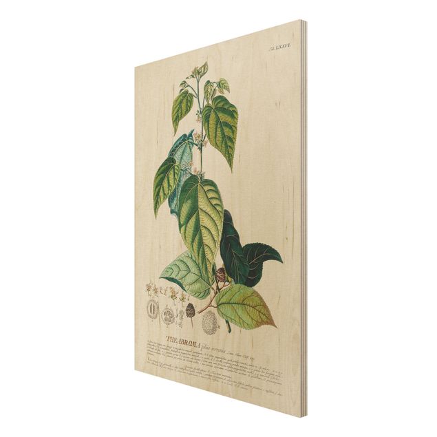 Holzbilder Vintage Vintage Botanik Illustration Kakao