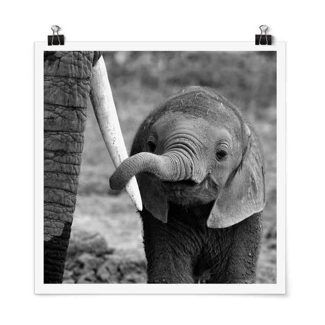 schwarz-weiß Poster Elefantenbaby