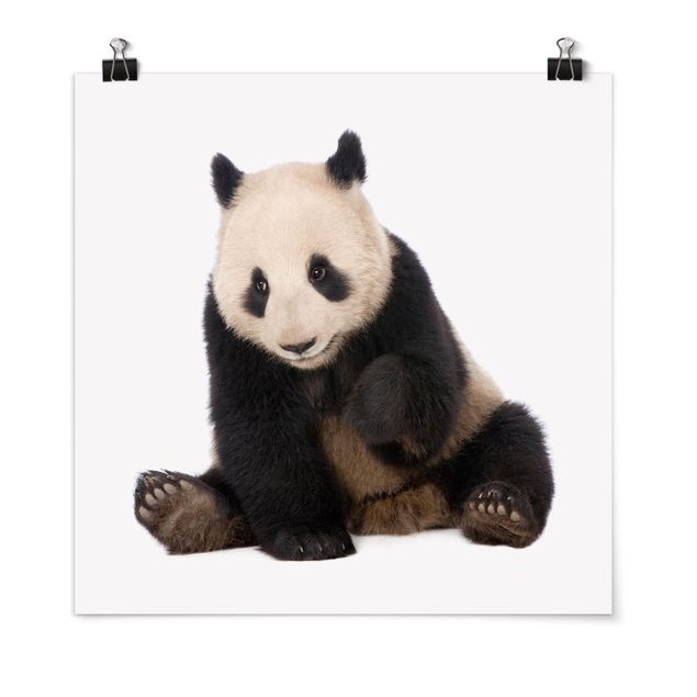 Tiere Poster Panda Tatzen