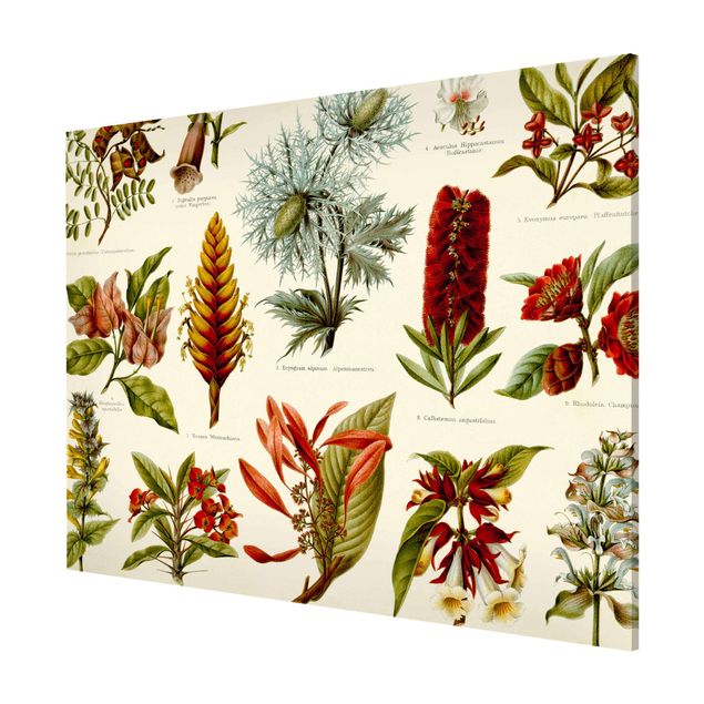 Wandbilder Floral Vintage Lehrtafel Tropische Botanik I