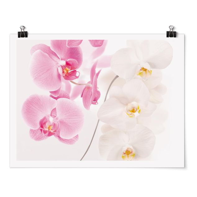 Poster mit Blumen Delicate Orchids