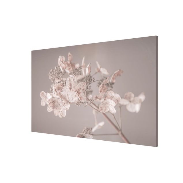 Wandbilder Floral Zarte weiße Hortensie