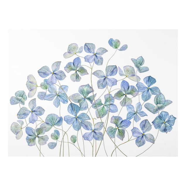 Wandbilder Floral Blaue Hortensienblüten