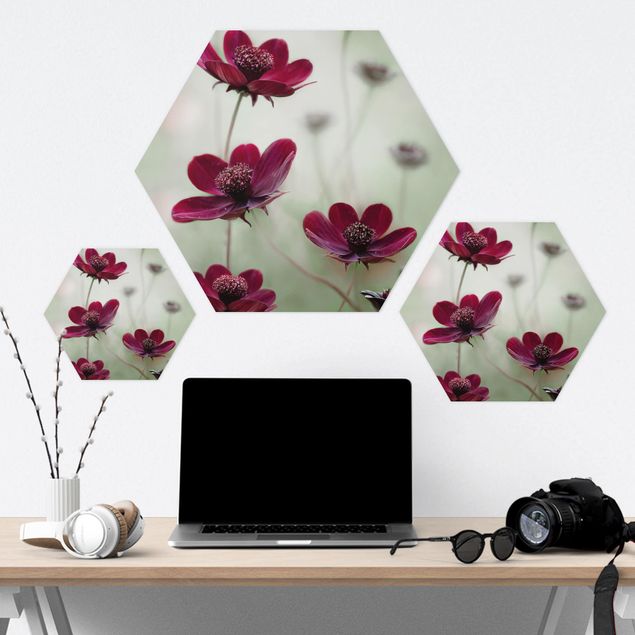 Hexagon Bild Forex - Pinke Kosmeen