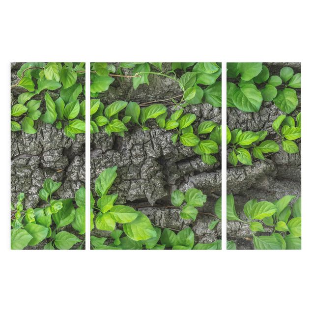 Wandbilder Floral Efeuranken Baumrinde