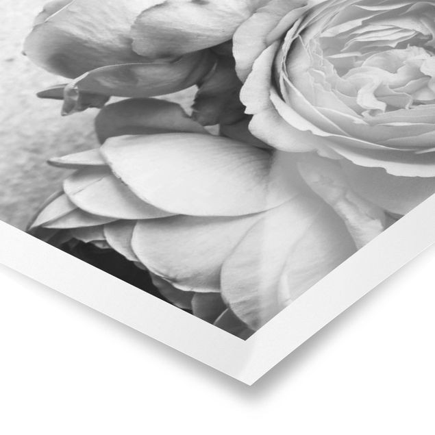 schöne Bilder Pfingstrosenblüten Schwarz Weiß