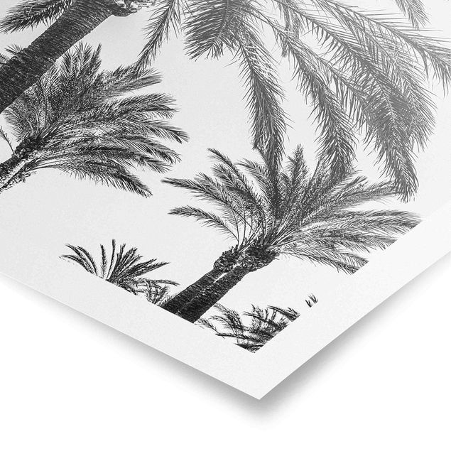 Poster mit Blumen Palmen im Sonnenuntergang Schwarz-Weiß