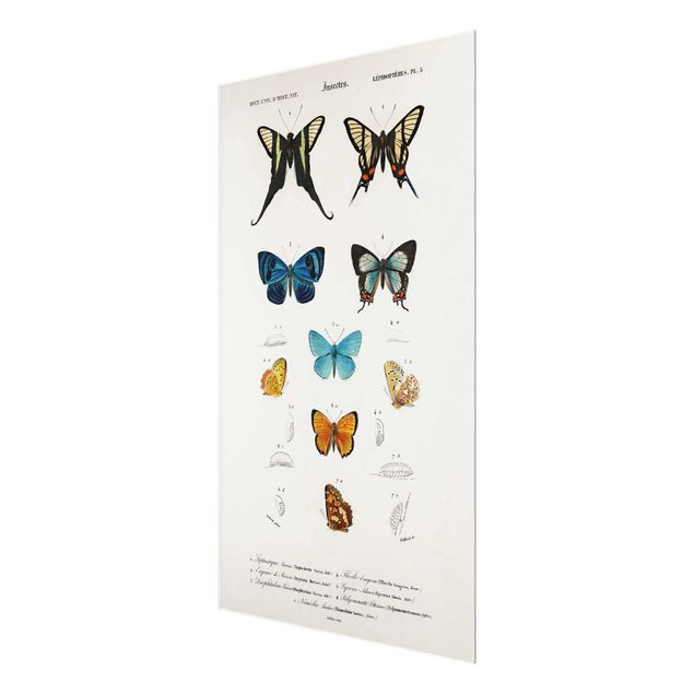 Wandbilder Blau Vintage Lehrtafel Schmetterlinge I