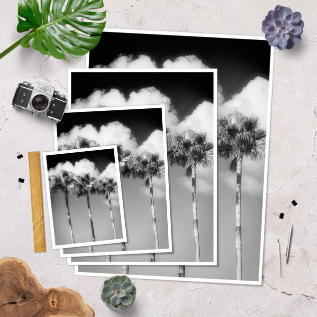 schöne Bilder Palmen vor Himmel Schwarz-Weiß