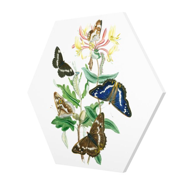 Forex Bilder Britische Schmetterlinge IV