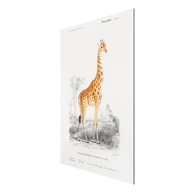 Wandbilder Afrika Vintage Lehrtafel Giraffe