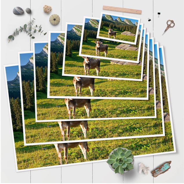 Wandbilder Natur Schweizer Almwiese mit Kuh