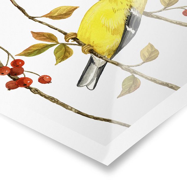 schöne Bilder Vögel und Beeren - Goldzeisig