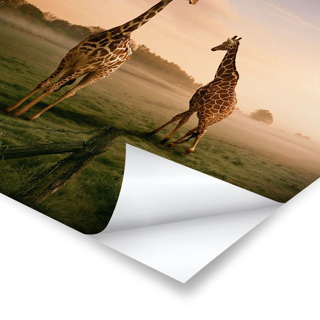 Poster Naturbilder Surreal Giraffes