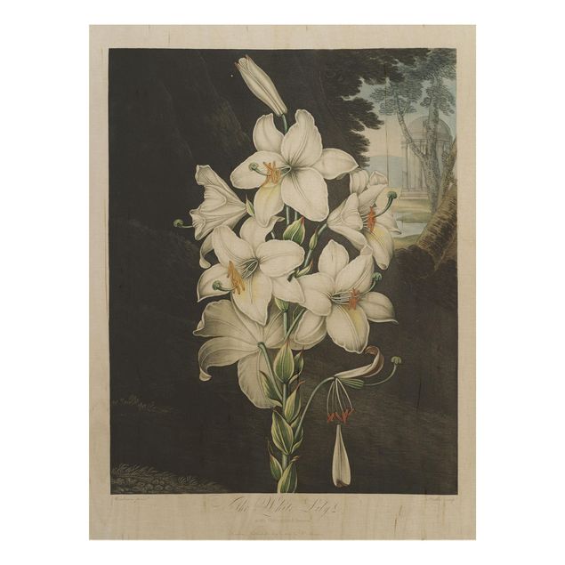 Holzbilder Blumen Botanik Vintage Illustration Weiße Lilie