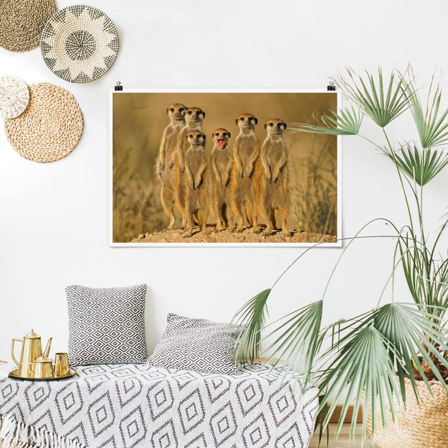 Wandbilder Familie Meerkat Family