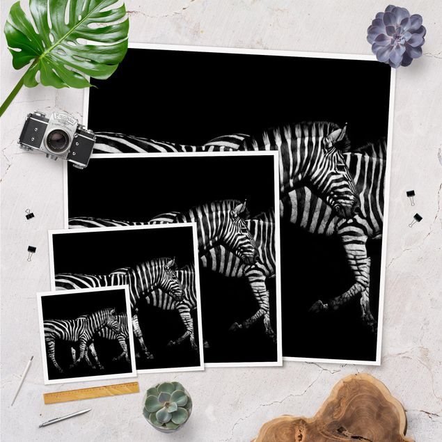 Wandbilder Zebra vor Schwarz