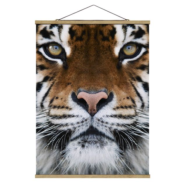 Wandbilder Tiere Tiger Eyes