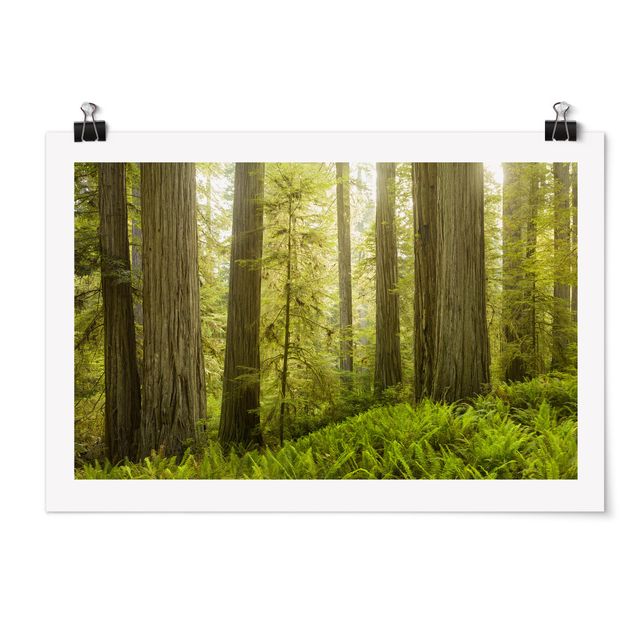 Poster Natur Redwood State Park Waldblick
