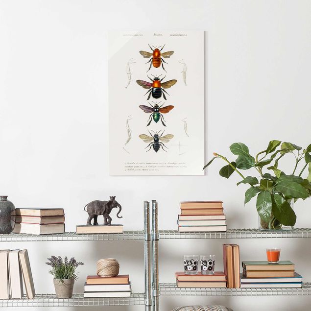 Wandbilder Retro Vintage Lehrtafel Insekten