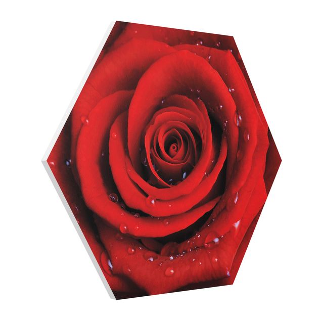 Wandbilder Liebe Rote Rose mit Wassertropfen