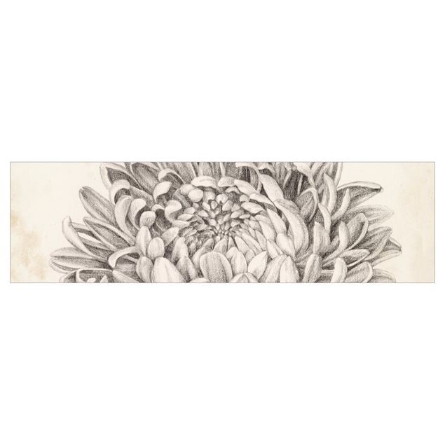Küchenrückwand - Botanische Studie Chrysantheme II