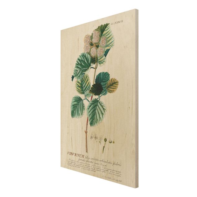 Wandbild Holz Vintage Vintage Botanik Illustration Schneeball