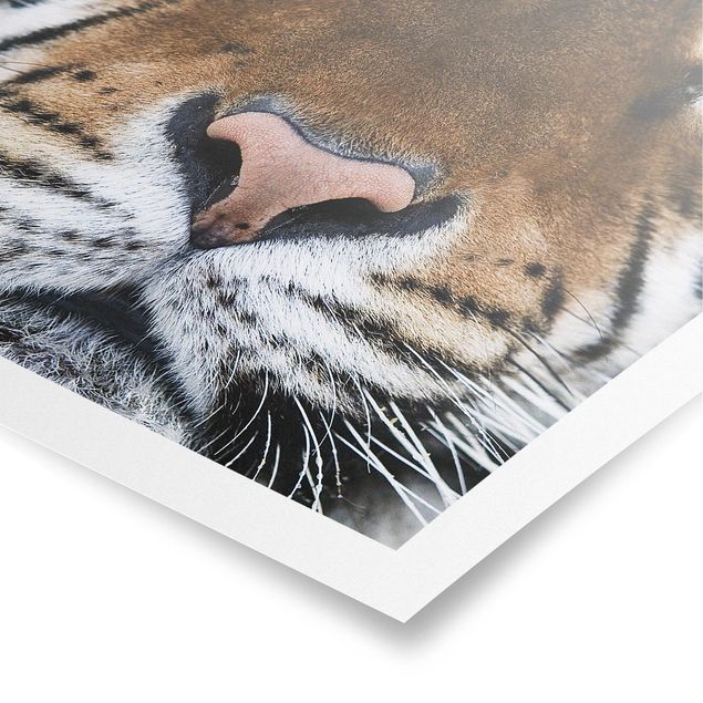Wandbilder Modern Tiger Eyes