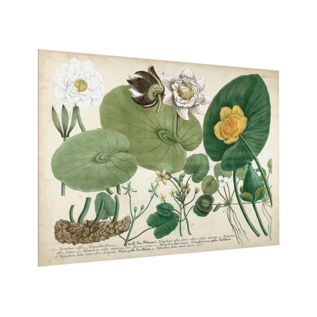 Glasrückwand Küche Vintage Illustration Weiße Wasserlilie