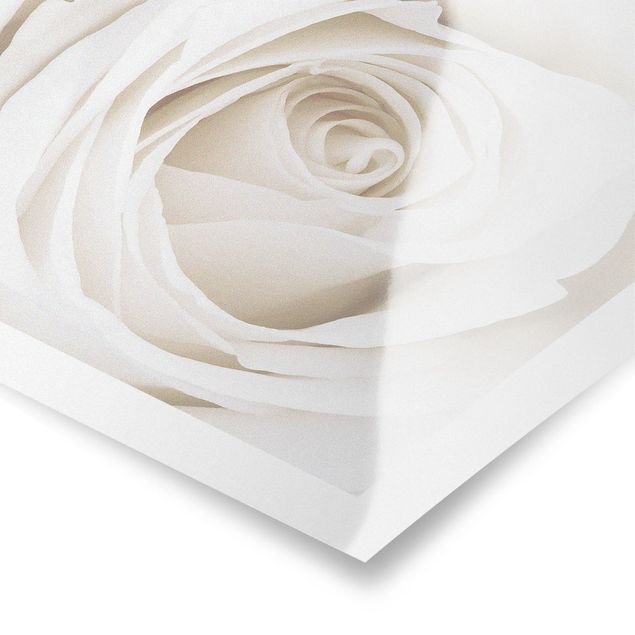 schöne Bilder Pretty White Rose