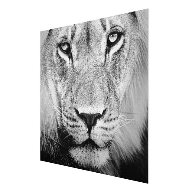 Wandbilder Afrika Alter Löwe