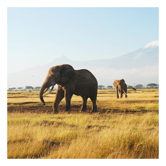 Wandbilder Elefanten Elefanten vor dem Kilimanjaro in Kenya