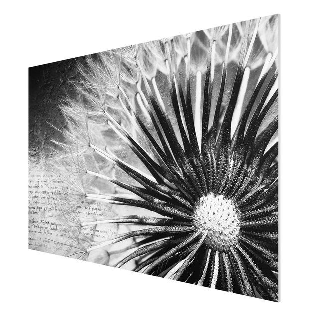 Wandbilder Blumen Pusteblume Schwarz & Weiß