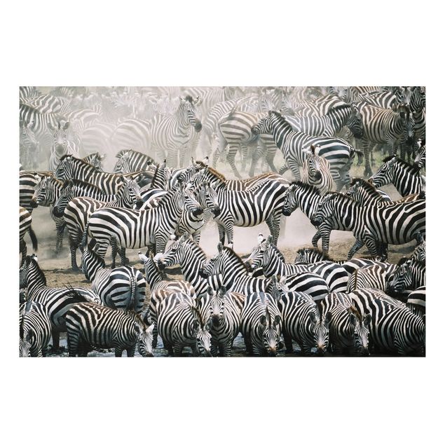 Wandbilder Zebras Zebraherde