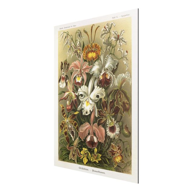 Wandbilder Floral Vintage Lehrtafel Orchidee