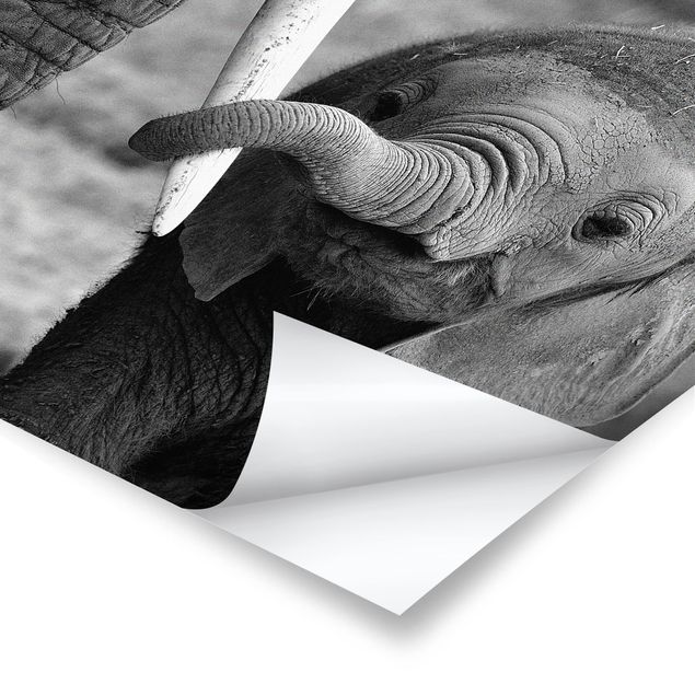 Wandbilder Schwarz-Weiß Elefantenbaby