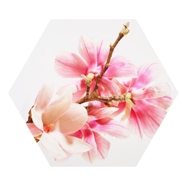 Bilder auf Hartschaumplatte Magnolienblüten
