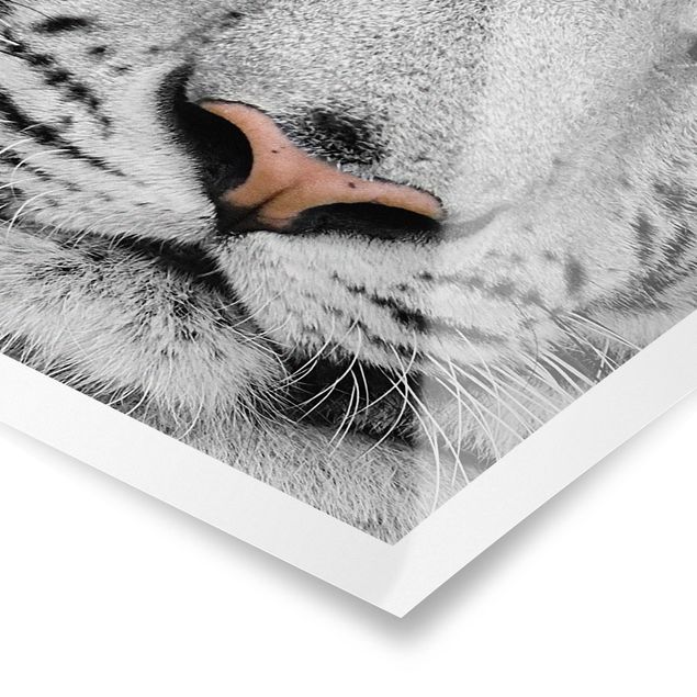 Wandbilder Schwarz-Weiß Weißer Tiger