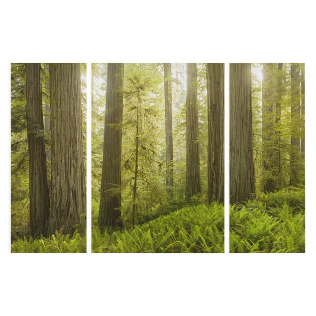 Leinwandbilder Wald Redwood State Park Waldblick