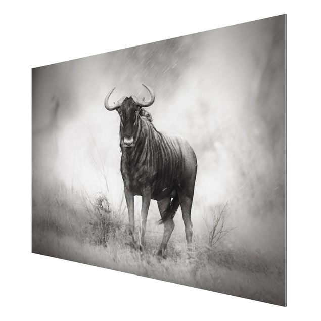 Wandbilder Modern Staring Wildebeest