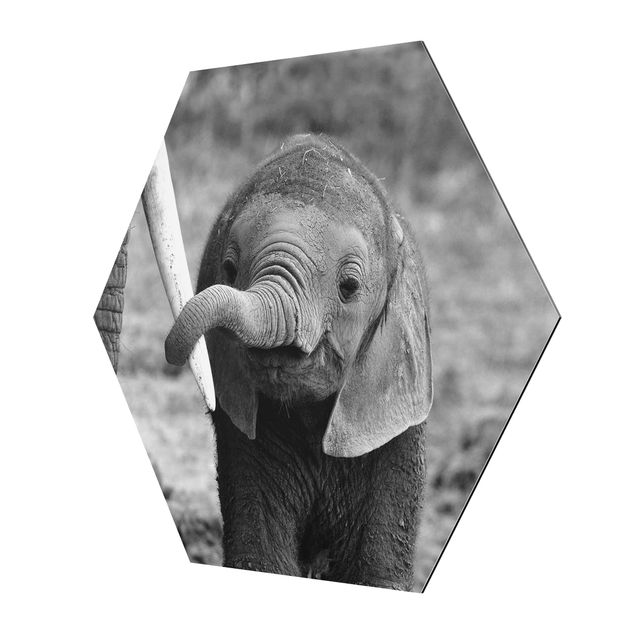 Bilder Elefantenbaby