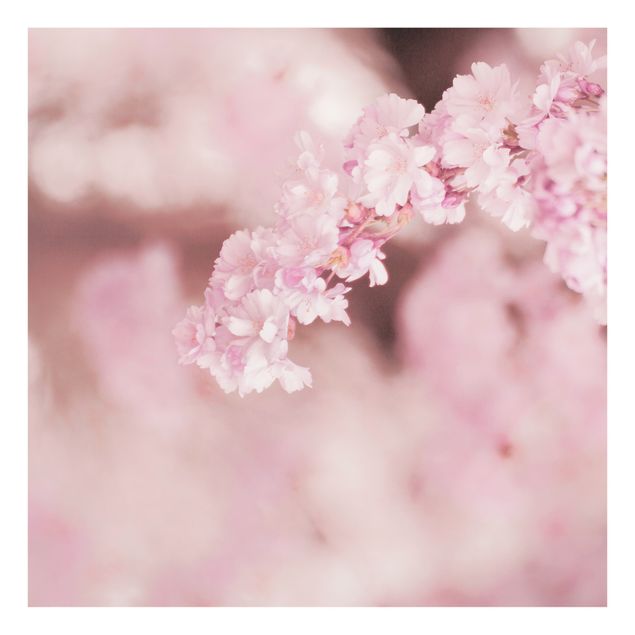 Monika Strigel Bilder Kirschblüte im Violetten Licht