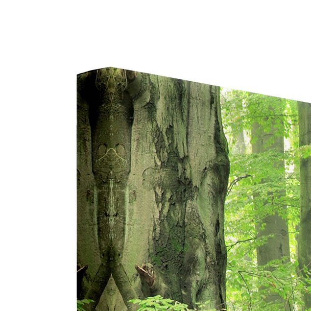 Wandbilder Grün Mighty Beech Trees