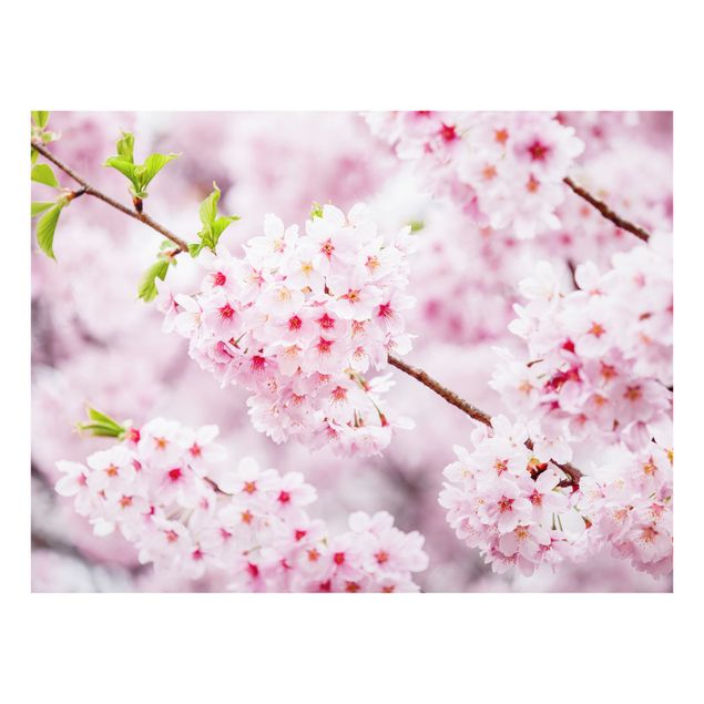 Spritzschutz Glas - Japanische Kirschblüten - Querformat 4:3
