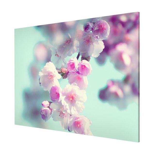 Magnettafel - Farbenfrohe Kirschblüten - Querfromat 4:3