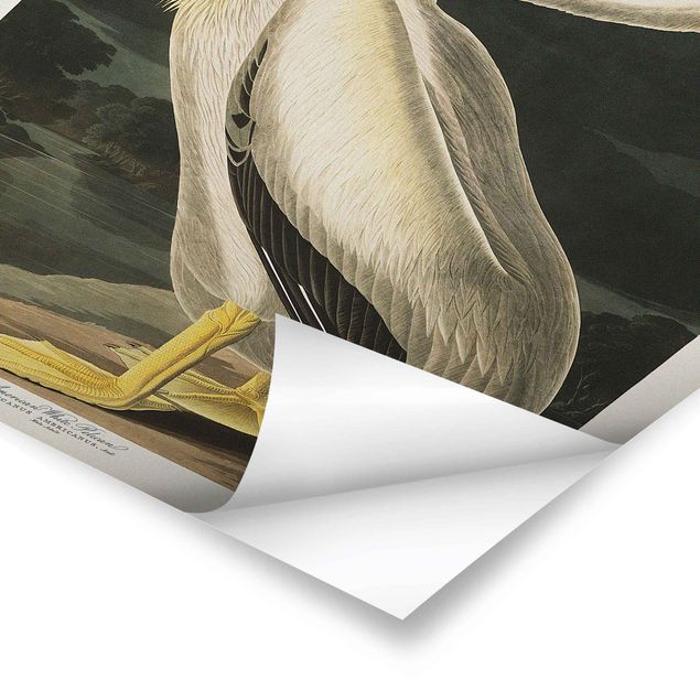 Poster bestellen Vintage Lehrtafel Weißer Pelikan